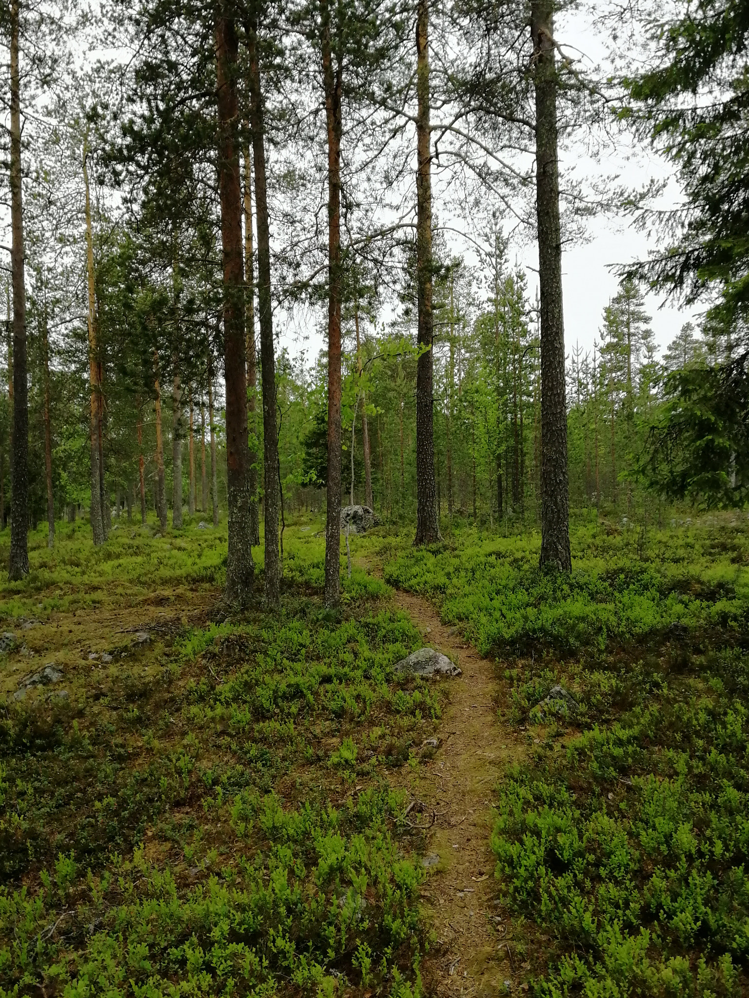 HUAWEI Honor 9 sample photo. Path in the forest photography