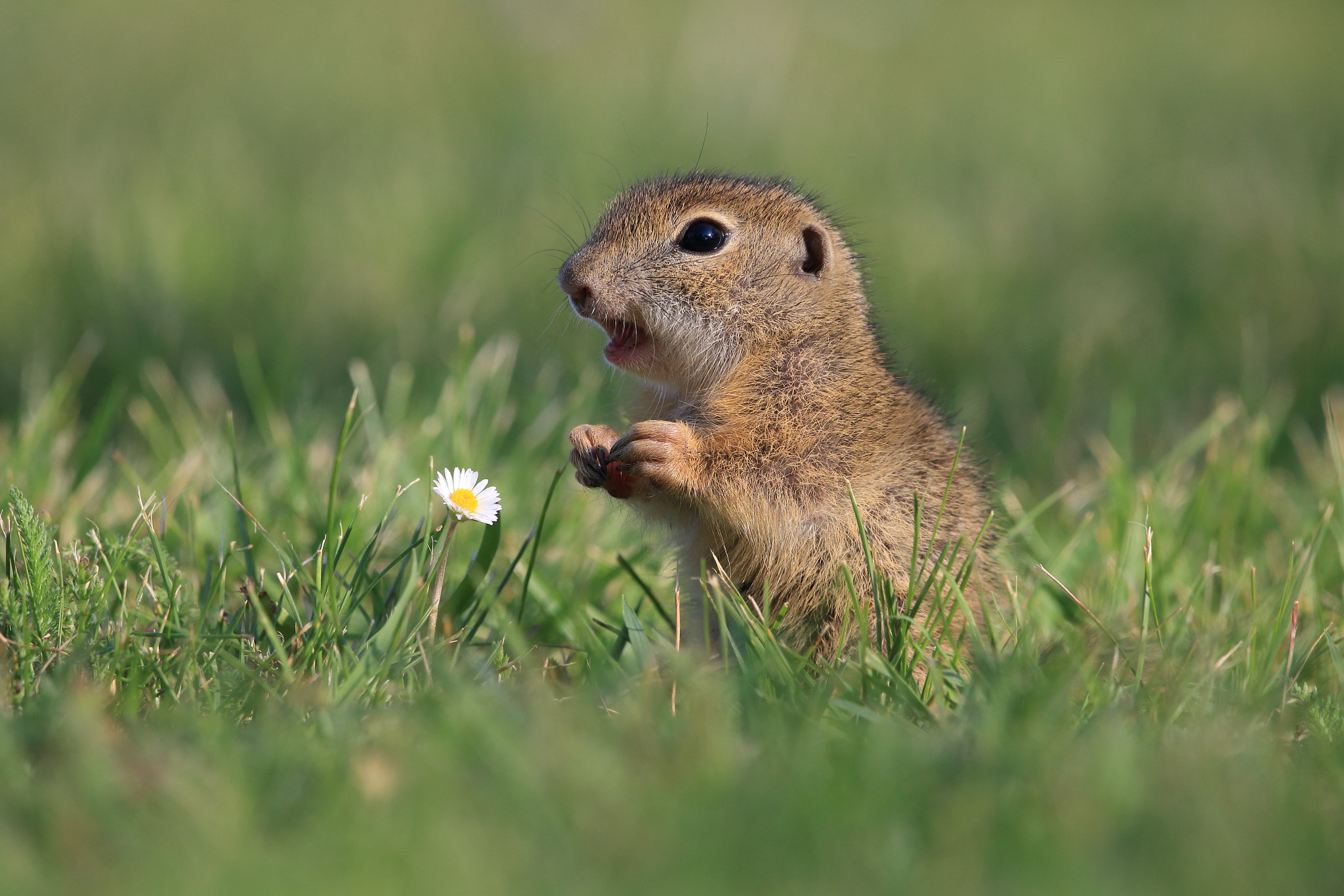 Sigma 150-600mm F5-6.3 DG OS HSM | C sample photo. Zieselbaby photography