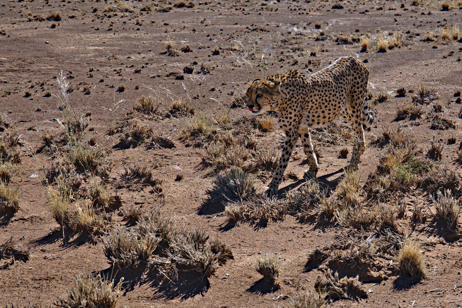 Canon EOS 5D Mark IV sample photo. Keep cool (gepard, namibia) photography