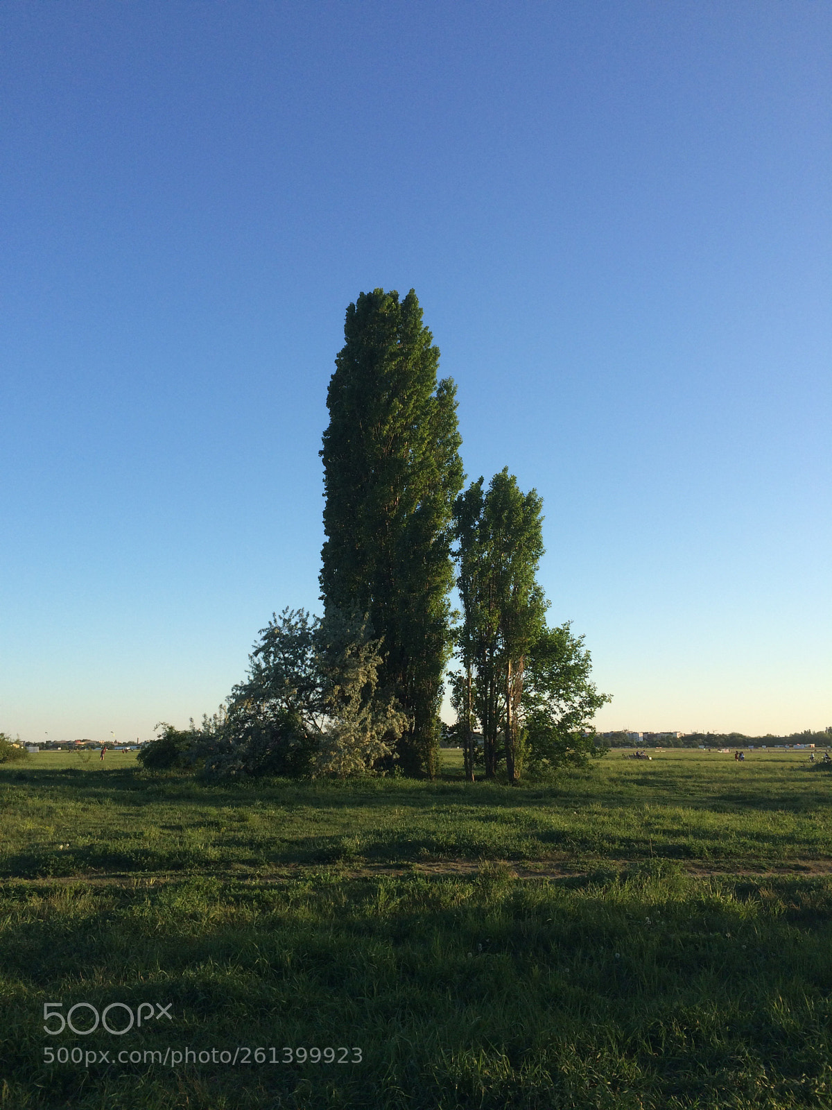 Apple iPhone 5s sample photo. Trees with blue sky photography