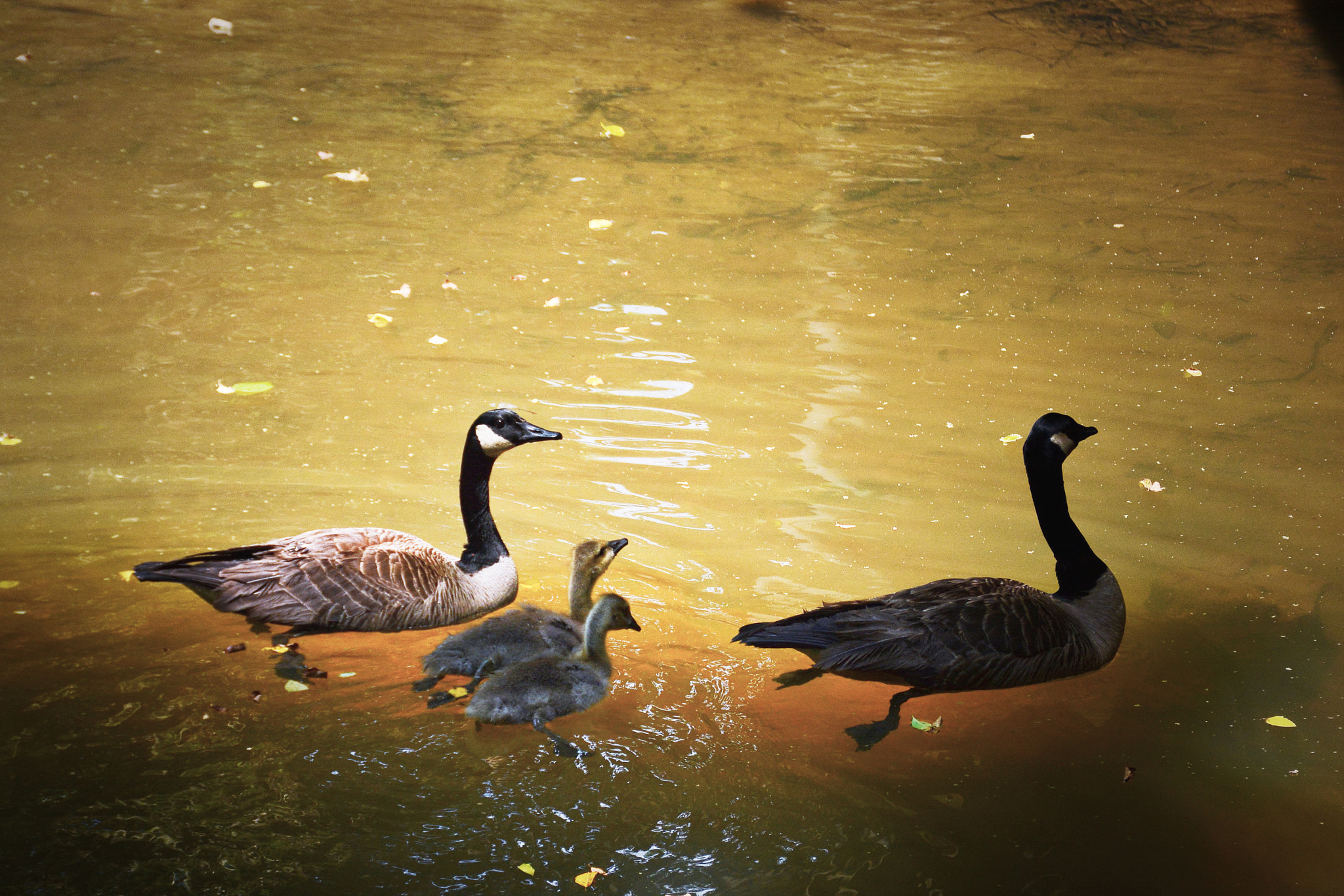 Nikon D7100 sample photo. A family photography