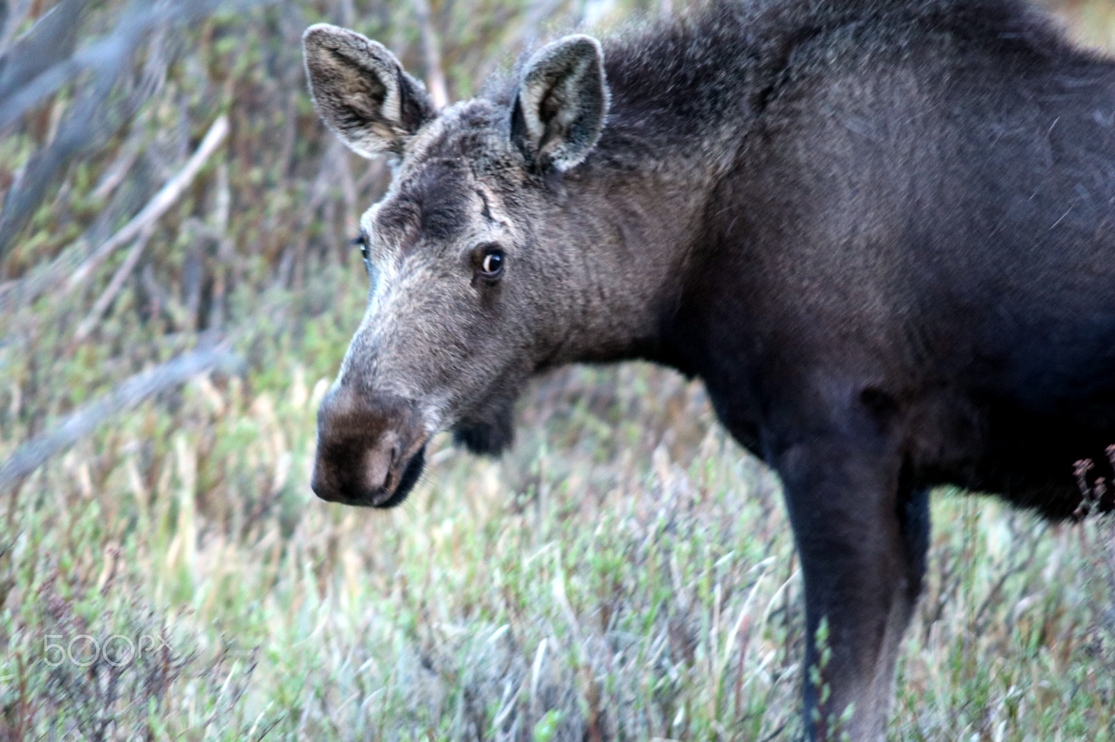 Canon EOS 760D (EOS Rebel T6s / EOS 8000D) + Canon EF 70-200mm F2.8L USM sample photo. Yearling moose photography