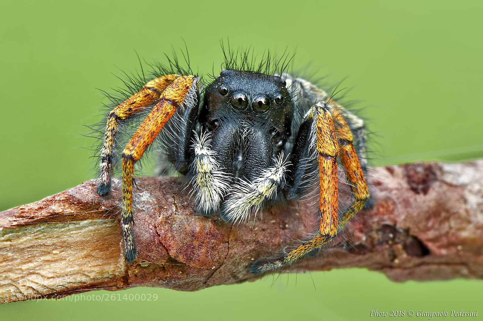 Canon EOS 7D Mark II sample photo. Mi ripresento....philaeus chrysops photography