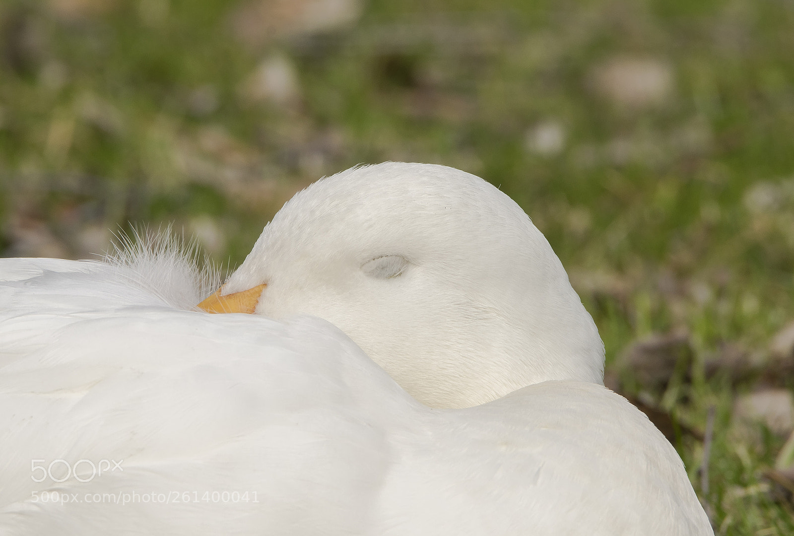 Nikon D5300 sample photo. Aa photography