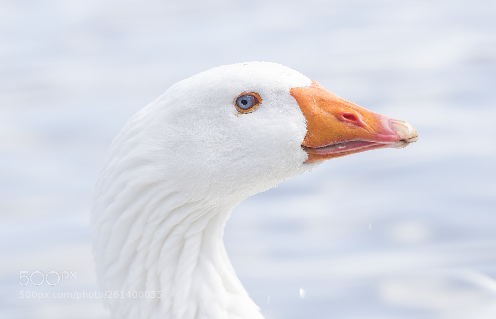 Nikon D5300 sample photo. Aa photography