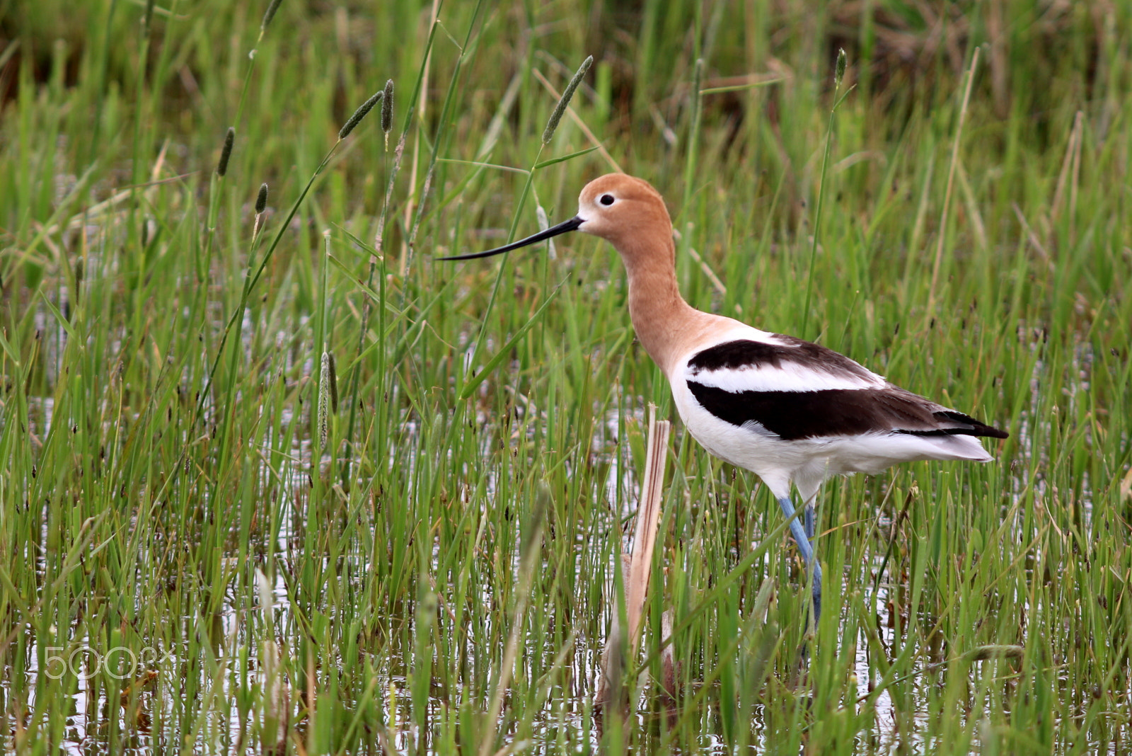 Canon EOS 760D (EOS Rebel T6s / EOS 8000D) + Canon EF 70-200mm F2.8L USM sample photo. Avocet feeding photography