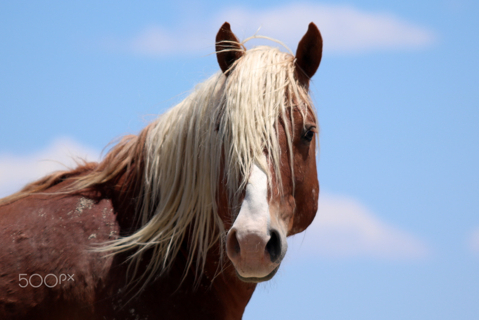 Canon EF 70-200mm F2.8L USM sample photo. Wild stallion in adobe town hma photography