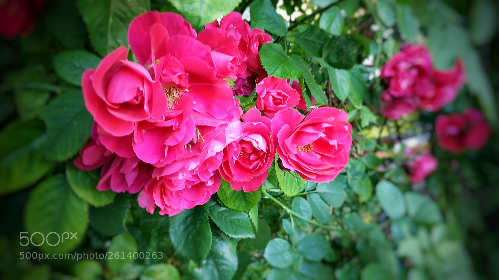 Xiaomi Redmi Note 5 sample photo. Rose photography