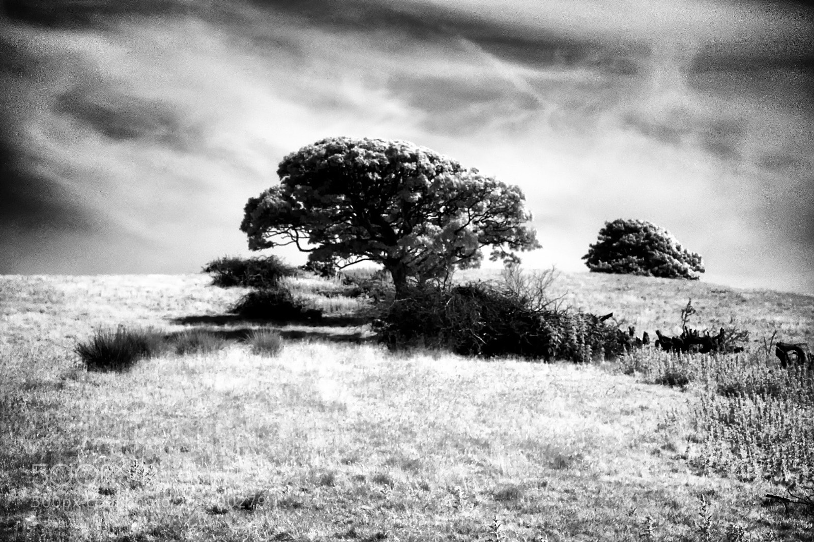 Fujifilm X-T1 sample photo. Trees infared 720nm mono photography