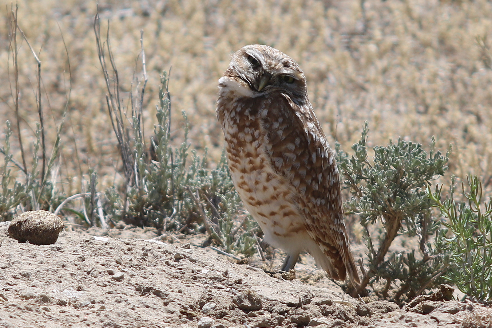 Canon EOS 760D (EOS Rebel T6s / EOS 8000D) + Canon EF 70-200mm F2.8L USM sample photo. Sleepy owl photography