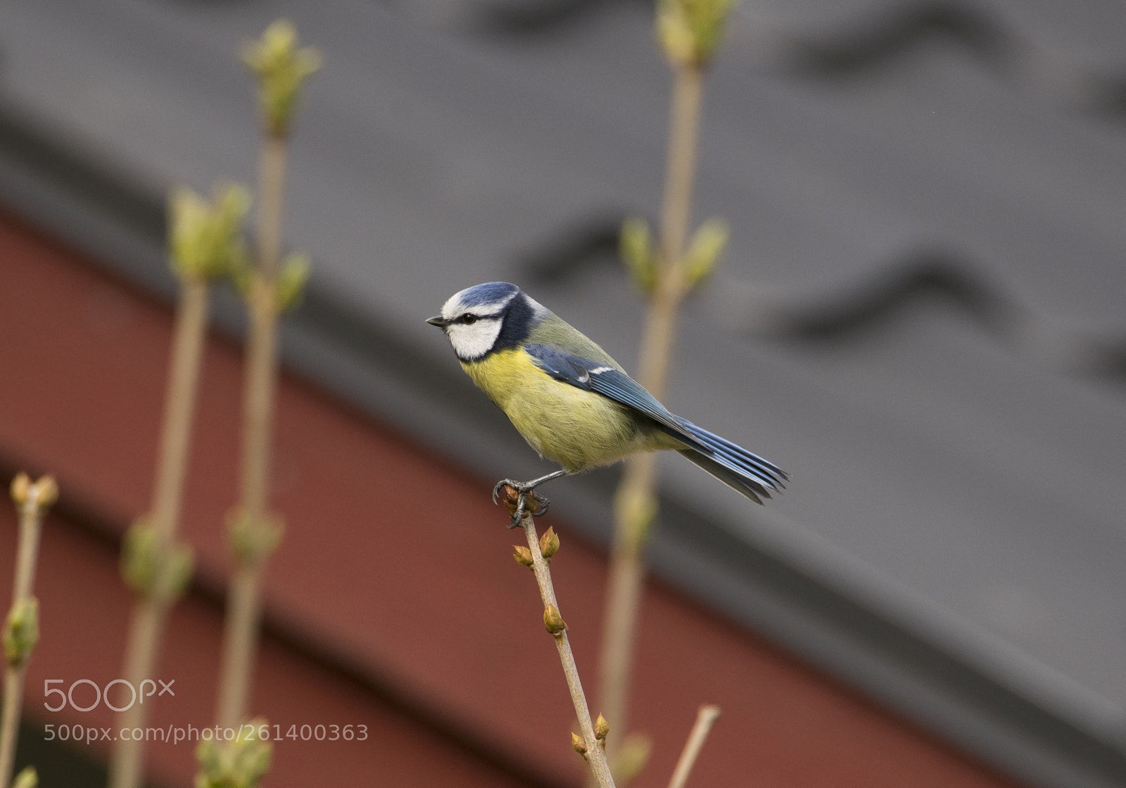 Nikon D5300 sample photo. Aa photography