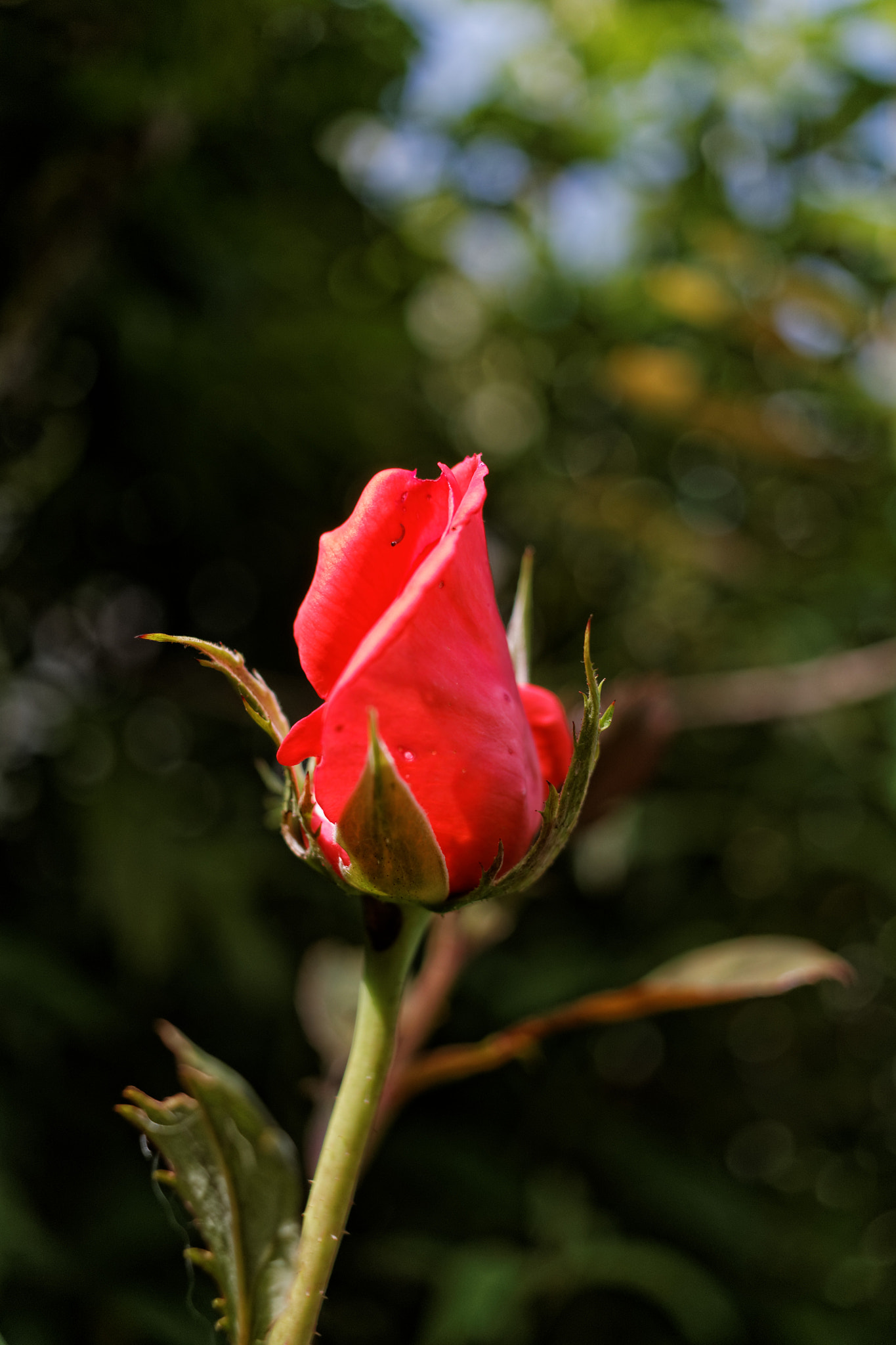 Canon EF-S 24mm F2.8 STM sample photo. Rose photography