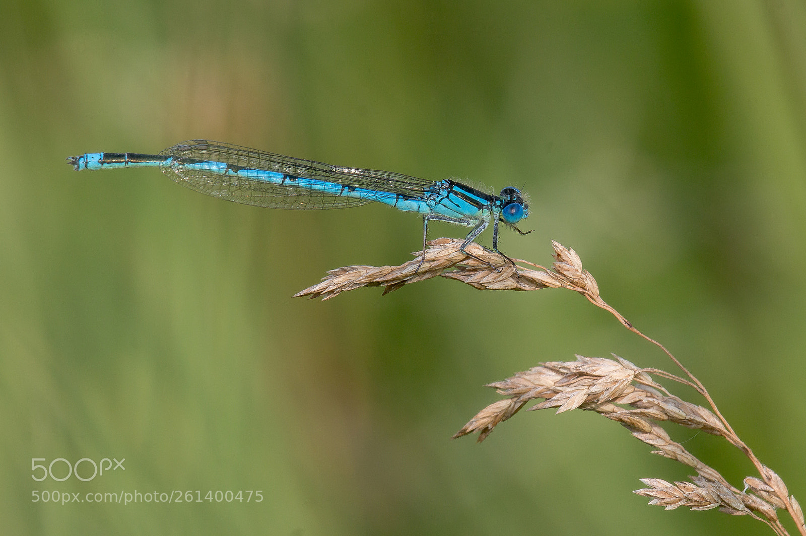 Canon EOS 70D sample photo. Libelle photography