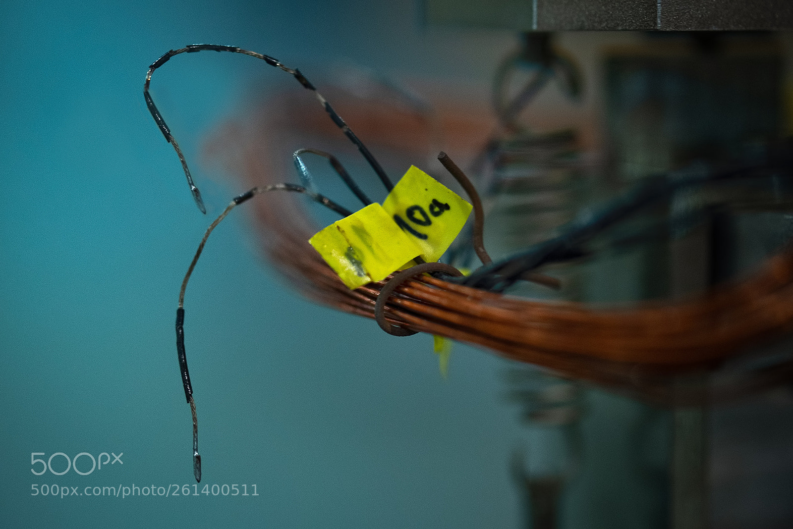 Nikon D750 sample photo. Sueltos - unleashed photography