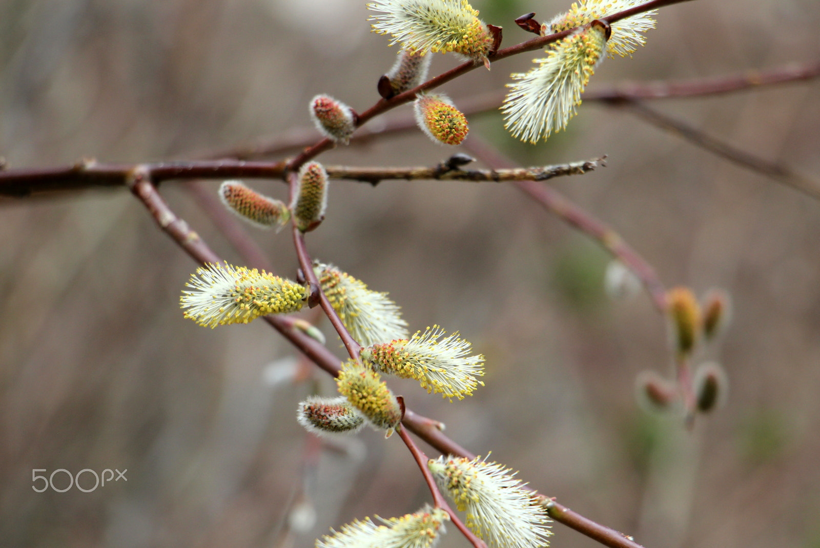Canon EOS 550D (EOS Rebel T2i / EOS Kiss X4) sample photo. Spring time in the rockies photography