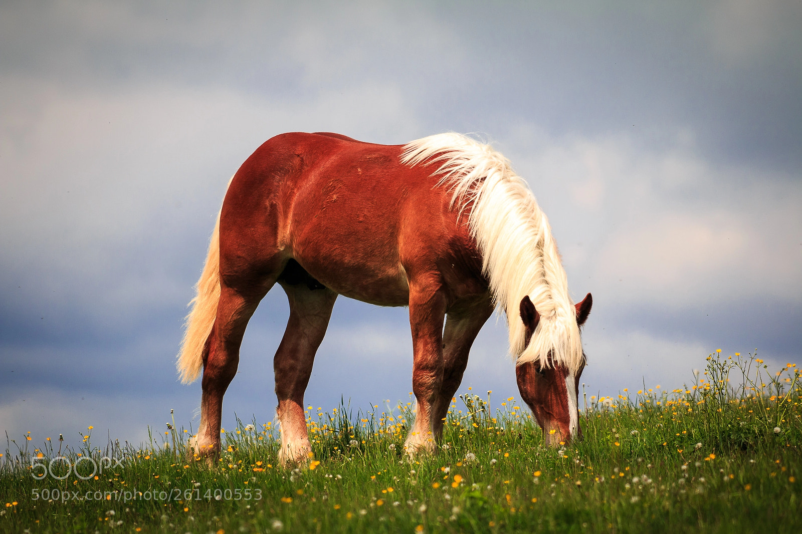 Canon EOS 70D sample photo. Almweide photography