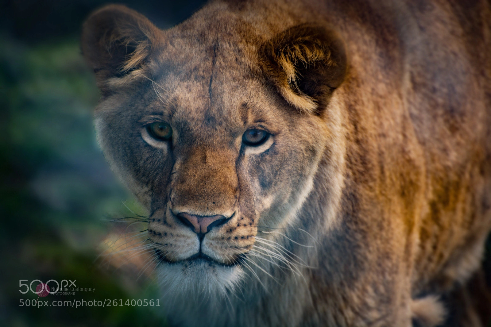Nikon D7100 sample photo. Lionne photography