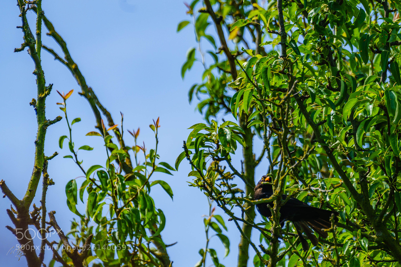 Sony a7R II sample photo. Black bird photography
