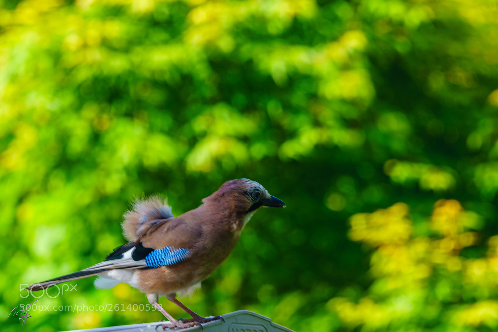 Sony a7R II sample photo. Blue jay photography