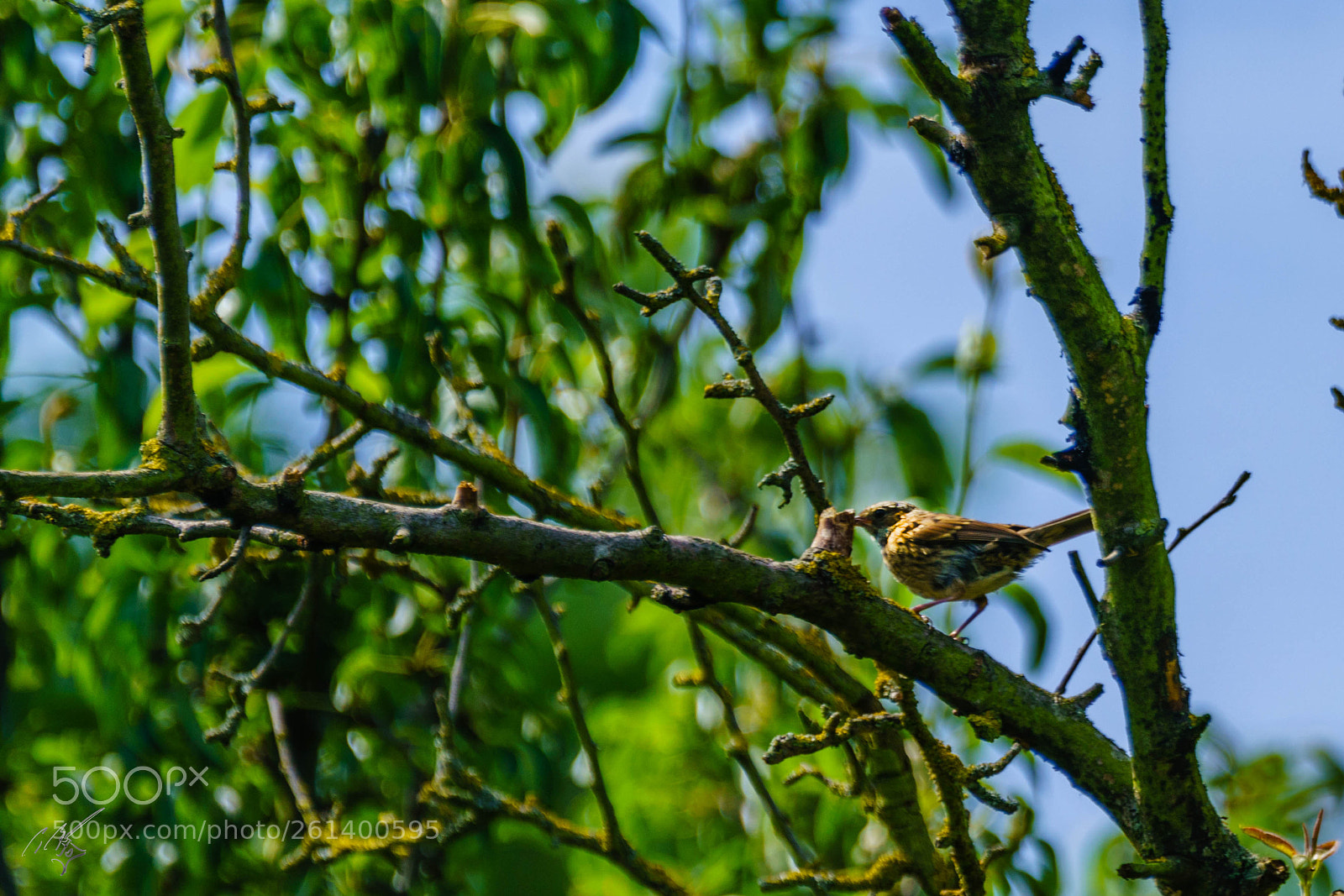 Sony a7R II sample photo. Young black bird photography