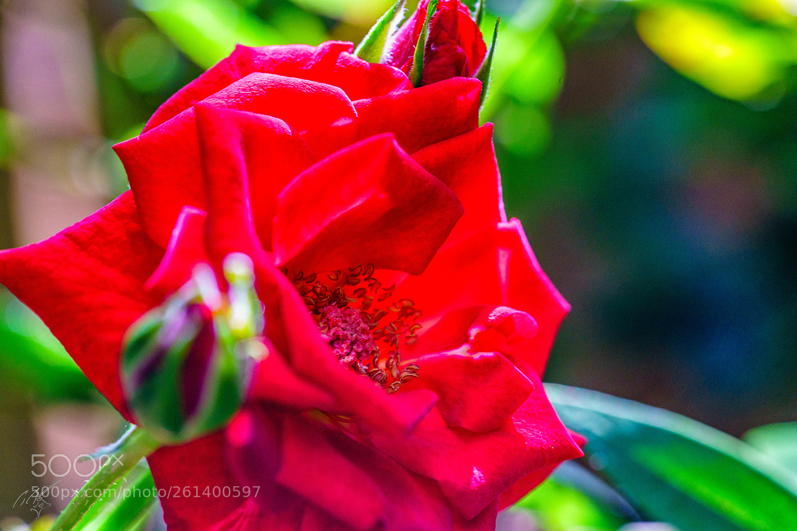 Sony a7R II sample photo. Red rose photography