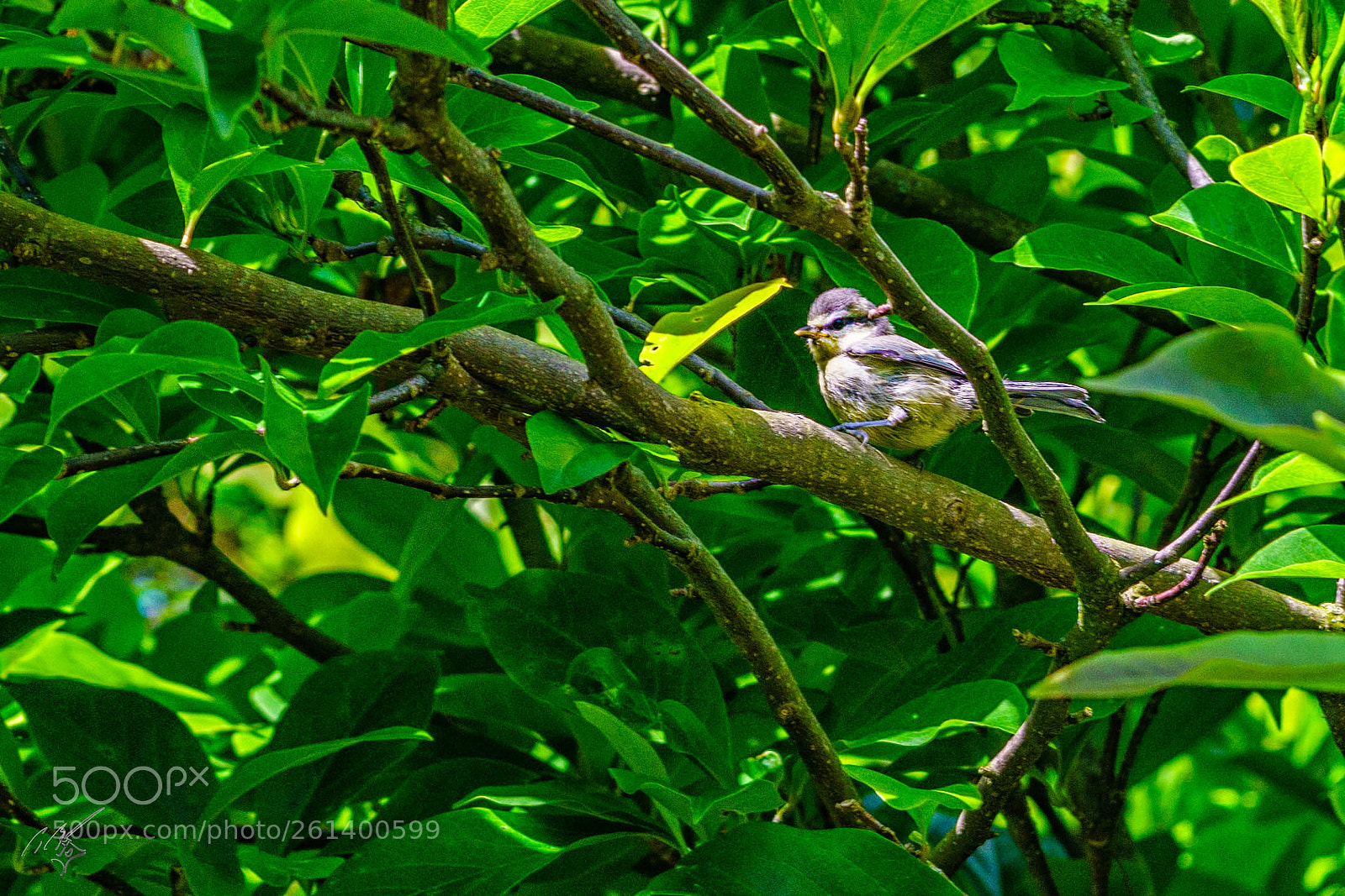 Sony a7R II sample photo. Young blue tit photography