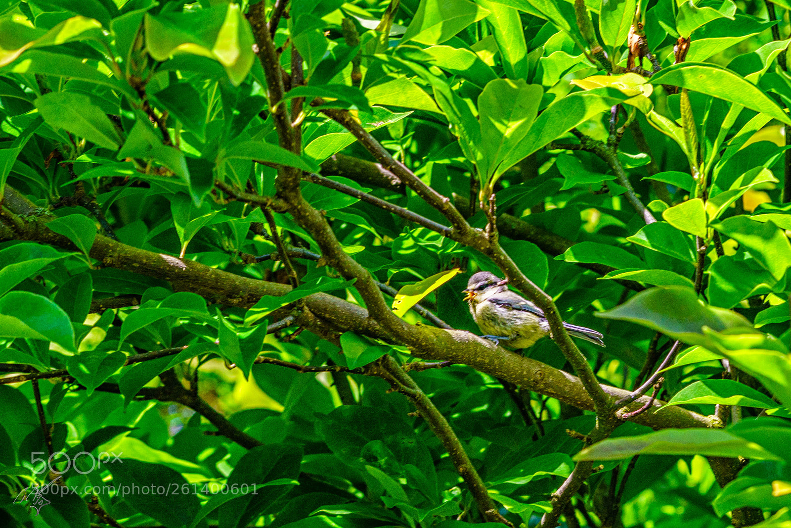 Sony a7R II sample photo. Young blue tit 2 photography