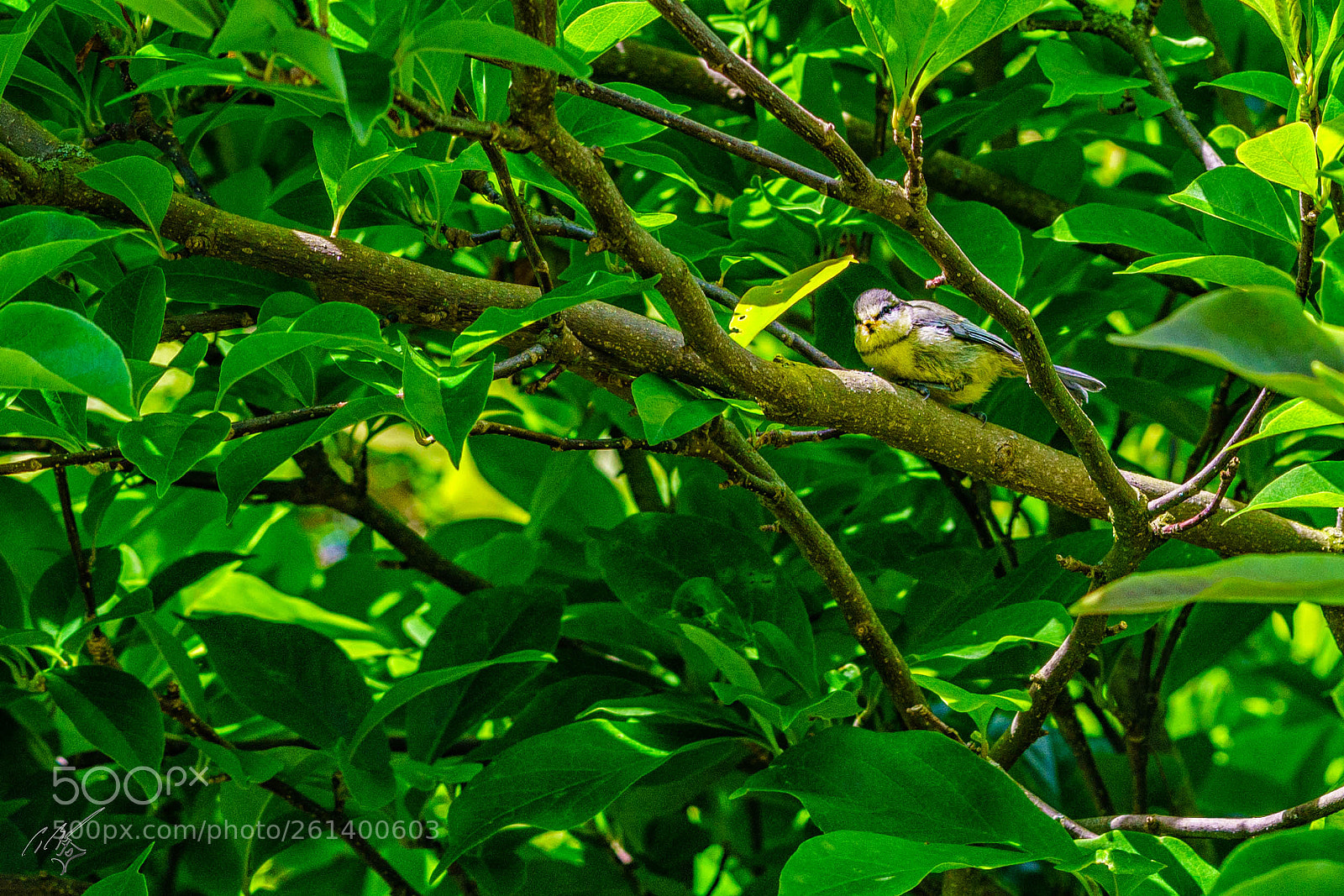 Sony a7R II sample photo. Young blue tit 3 photography
