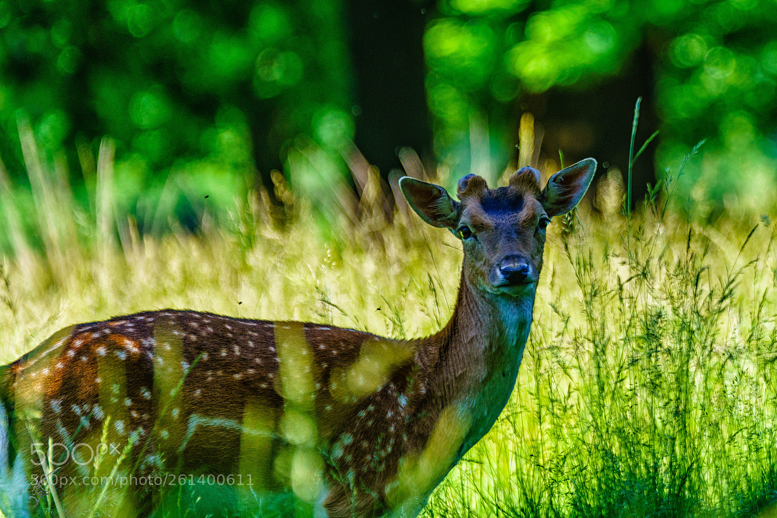 Sony a7R II sample photo. Felow deer photography