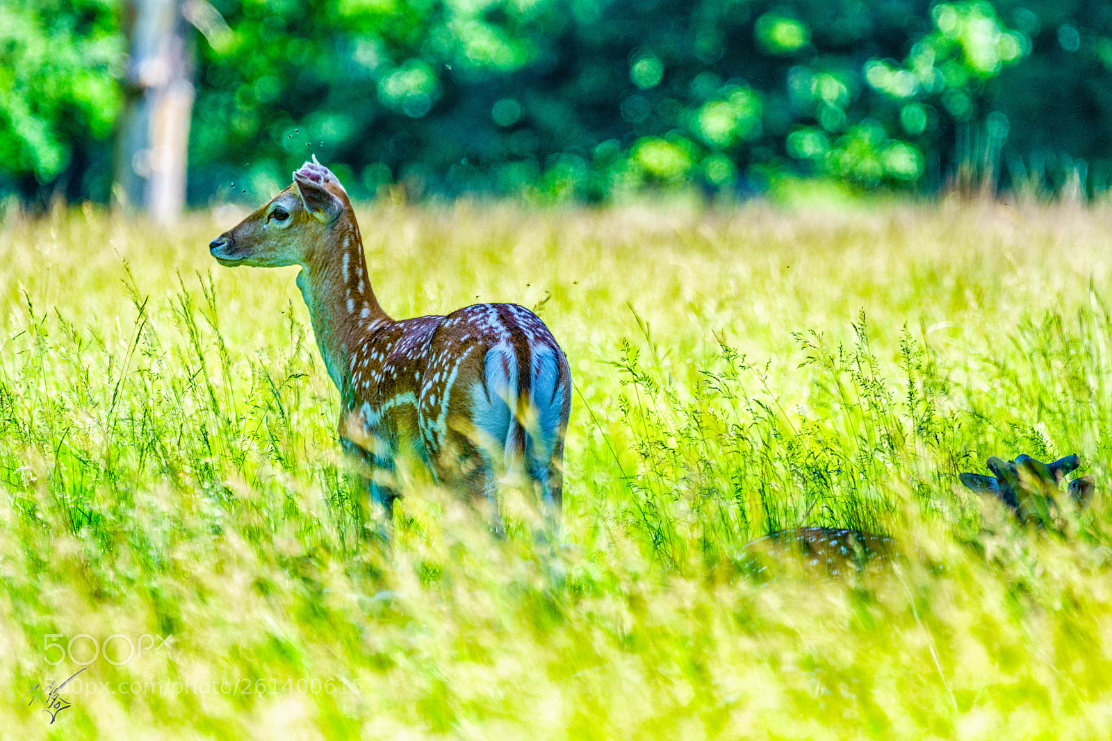 Sony a7R II sample photo. Felow deer 2 photography