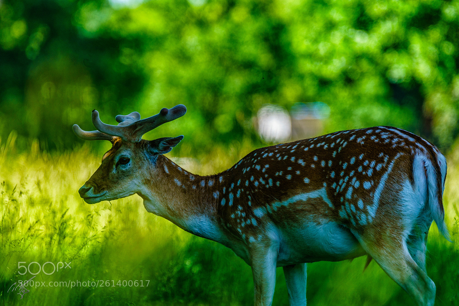 Sony a7R II sample photo. Felow deer stag photography