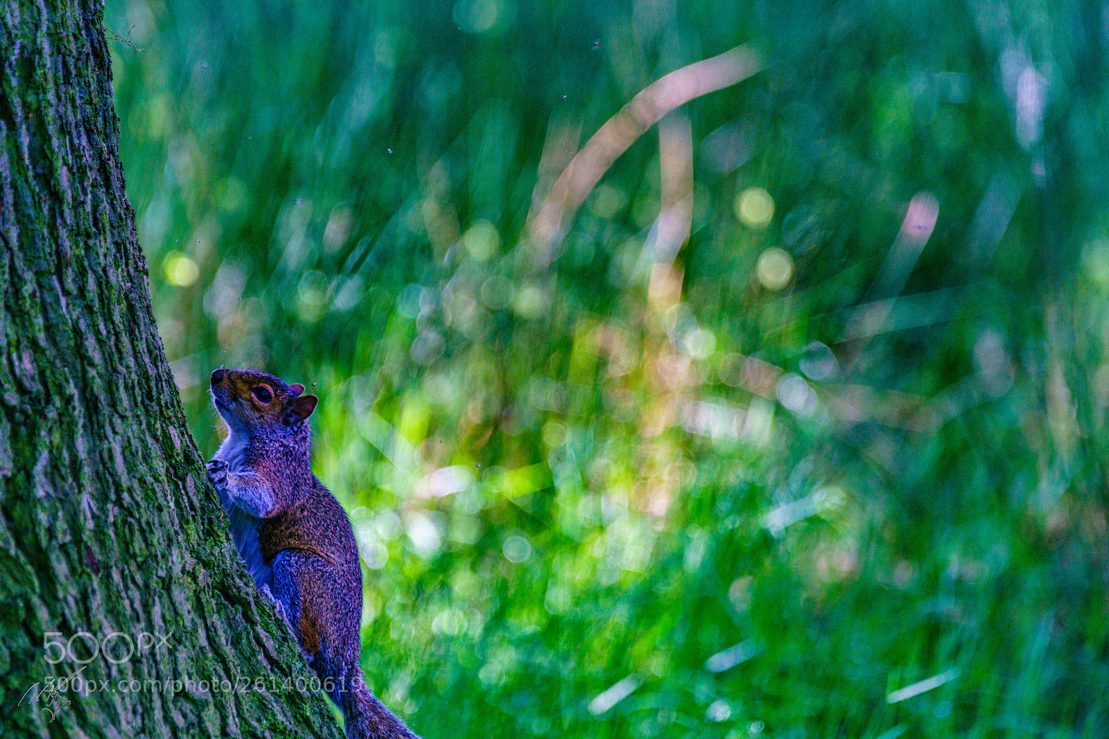 Sony a7R II sample photo. Squirrel photography
