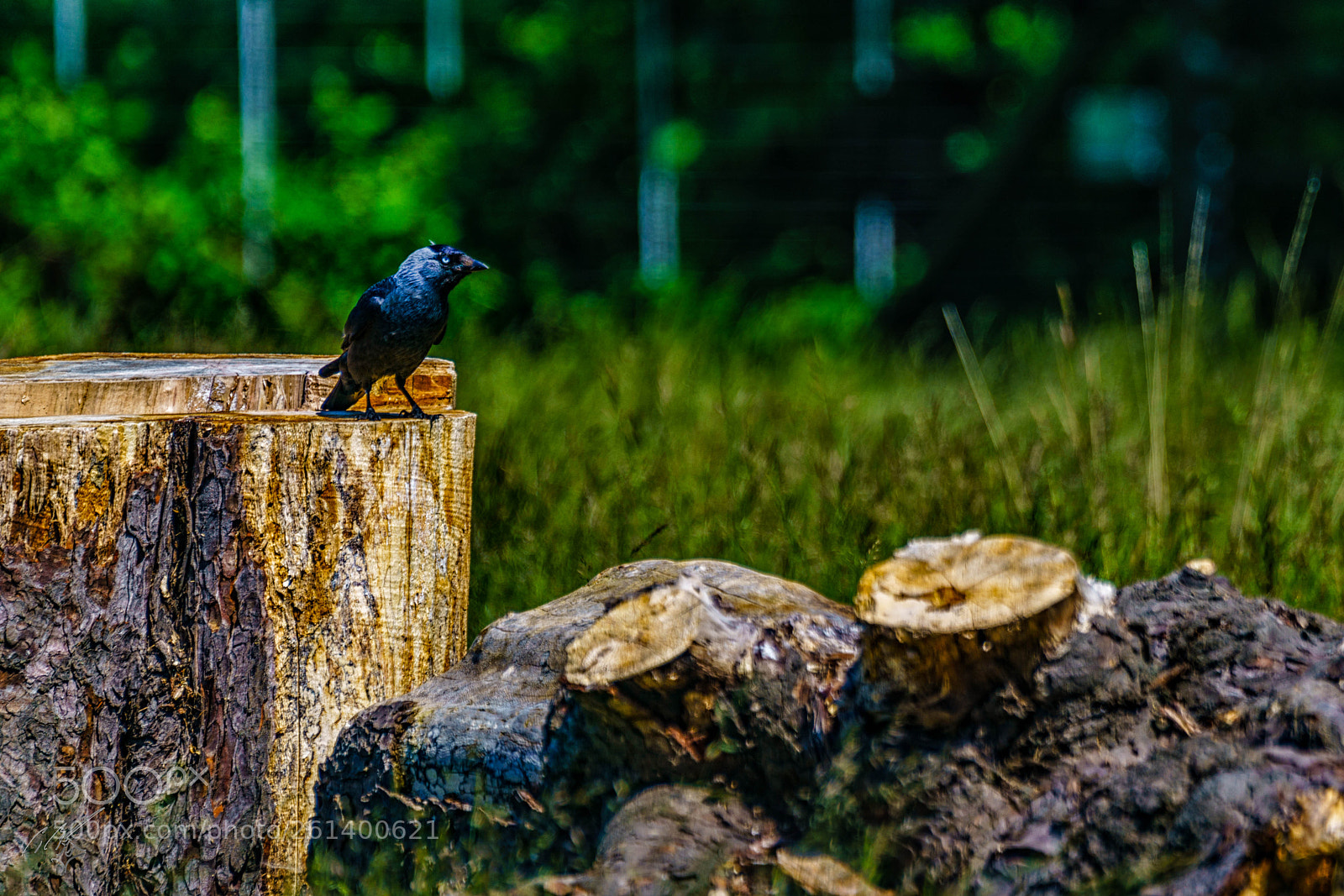 Sony a7R II sample photo. Jackdaw photography
