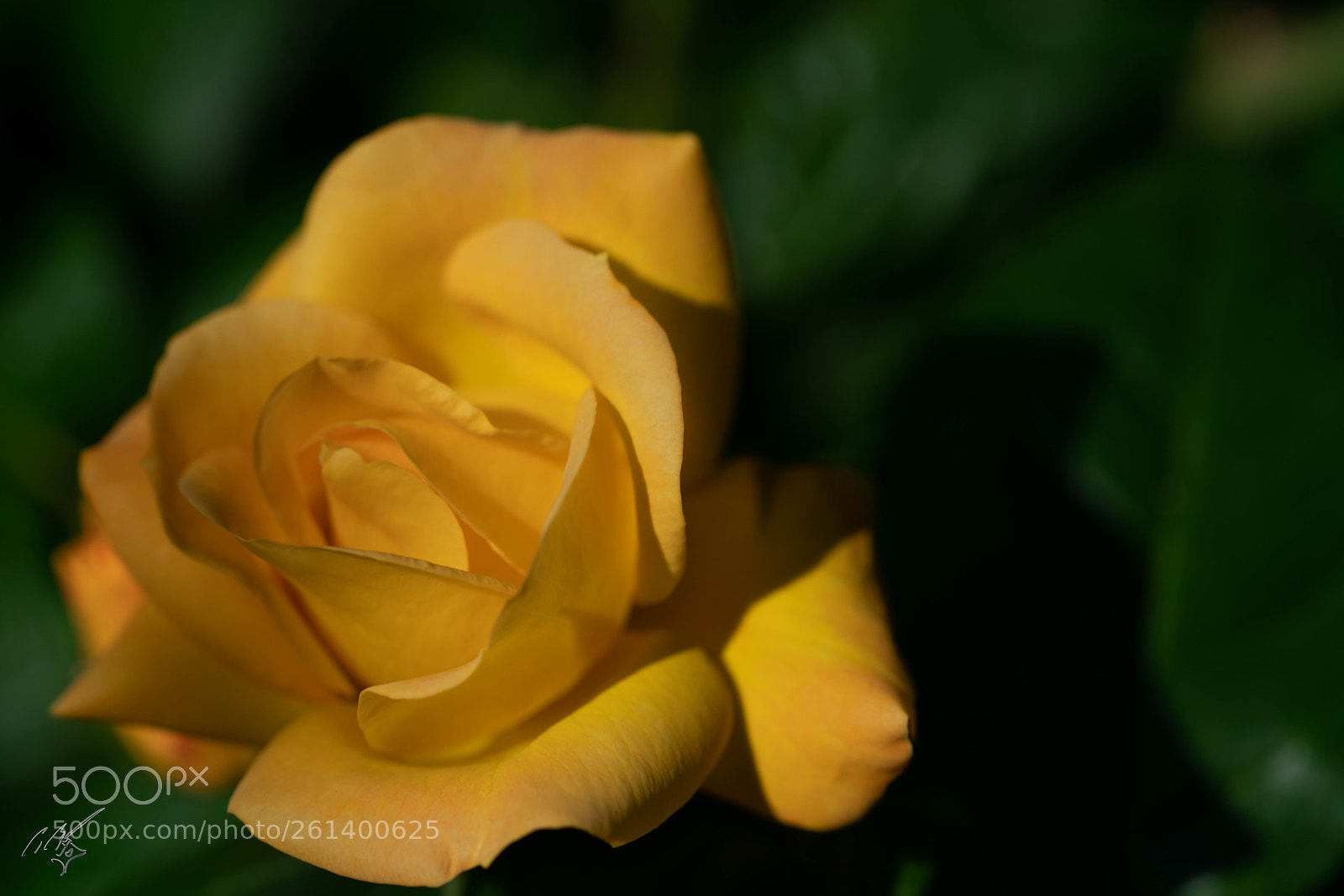 Sony a7R II sample photo. Yellow rose photography