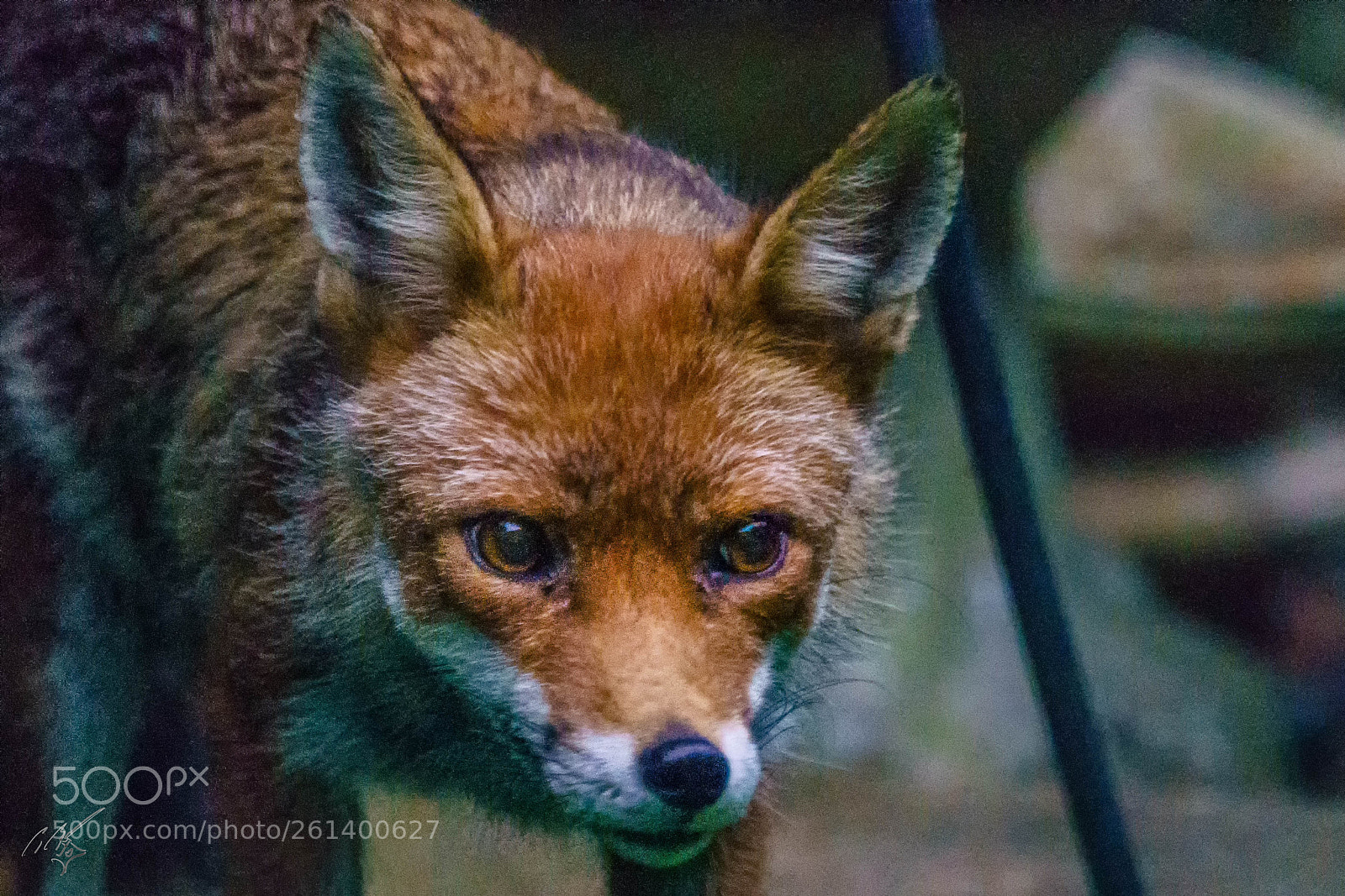 Sony a7R II sample photo. Vixen photography