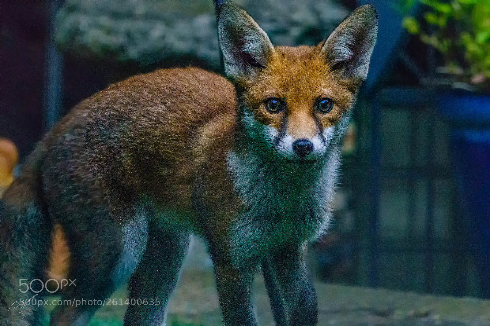 Sony a7R II sample photo. Young fox photography
