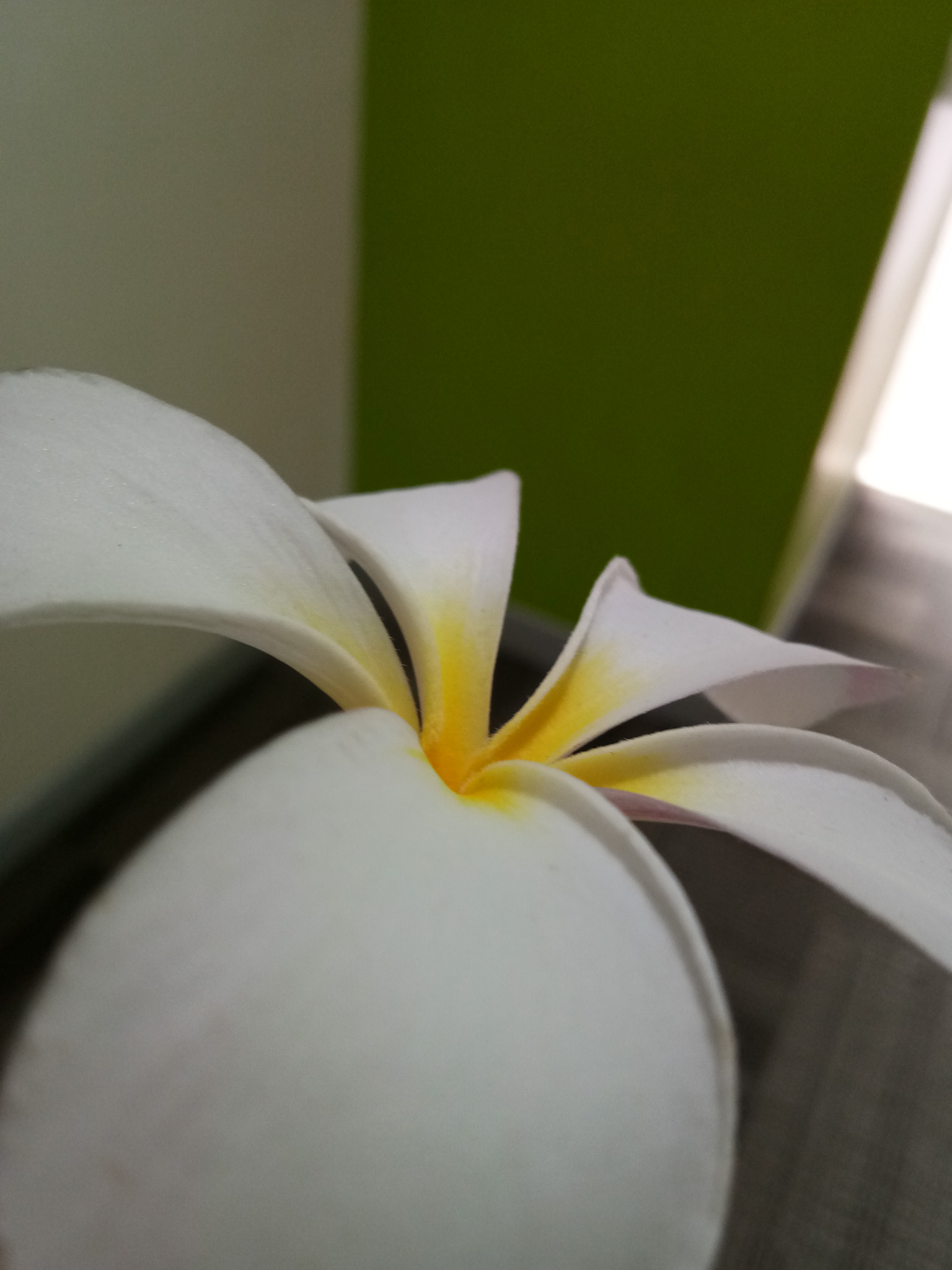 vivo 1601 sample photo. See my white petals.... photography