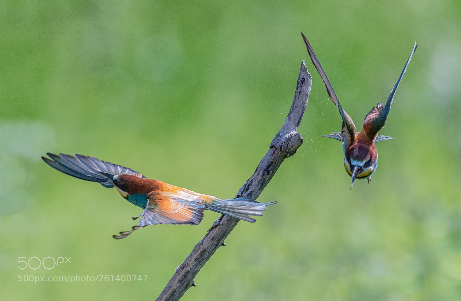 Nikon D500 sample photo. Hunting bee-eaters photography