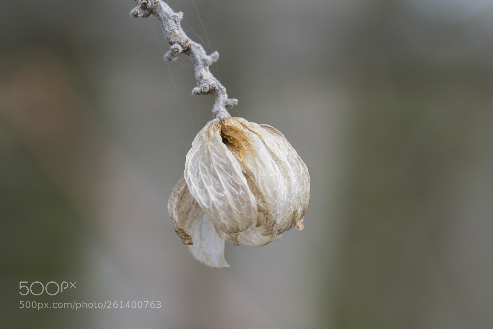 Nikon D5300 sample photo. Aa photography