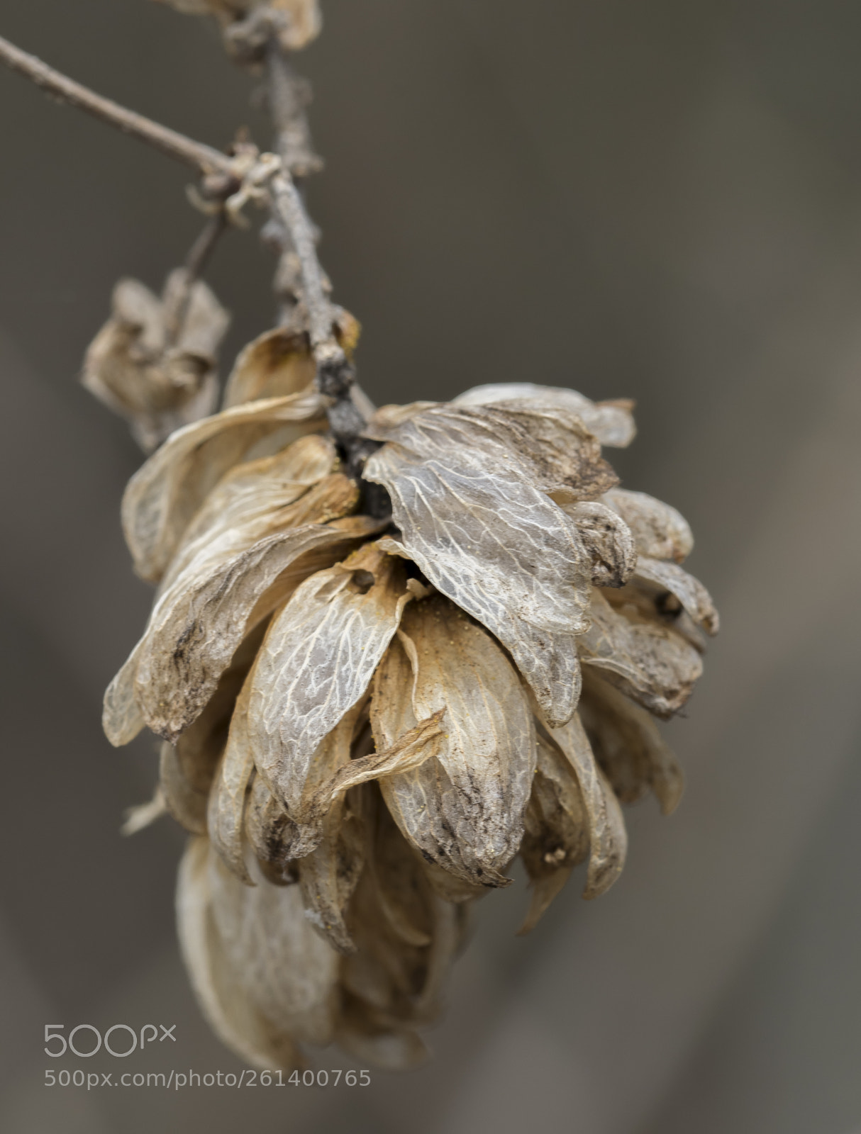 Nikon D5300 sample photo. Aa photography