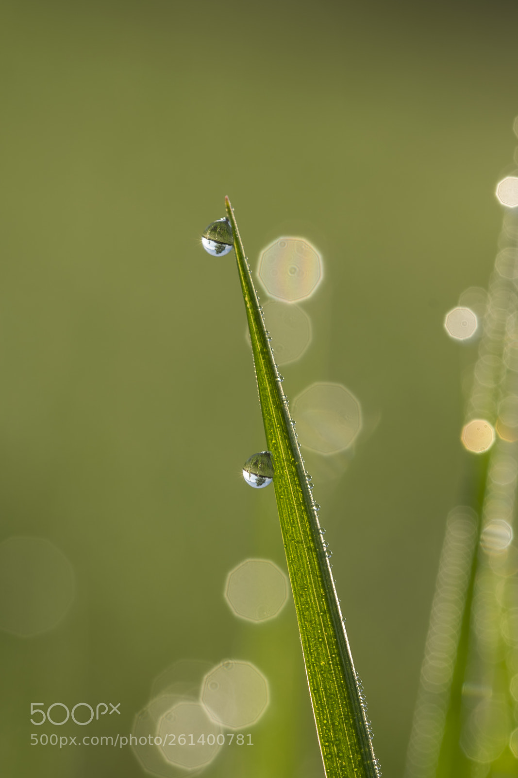 Nikon D5300 sample photo. Aa photography