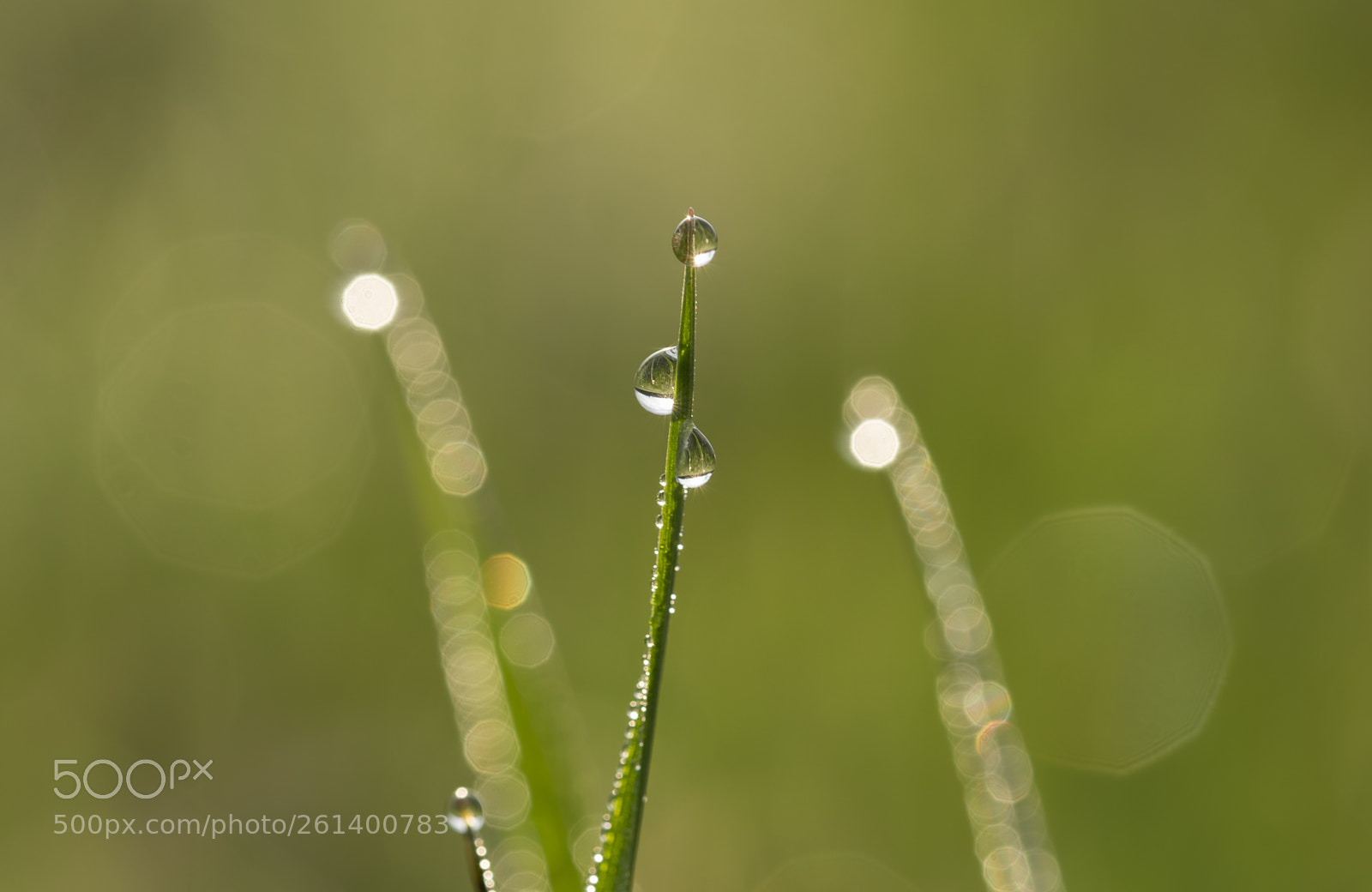 Nikon D5300 sample photo. Aa photography
