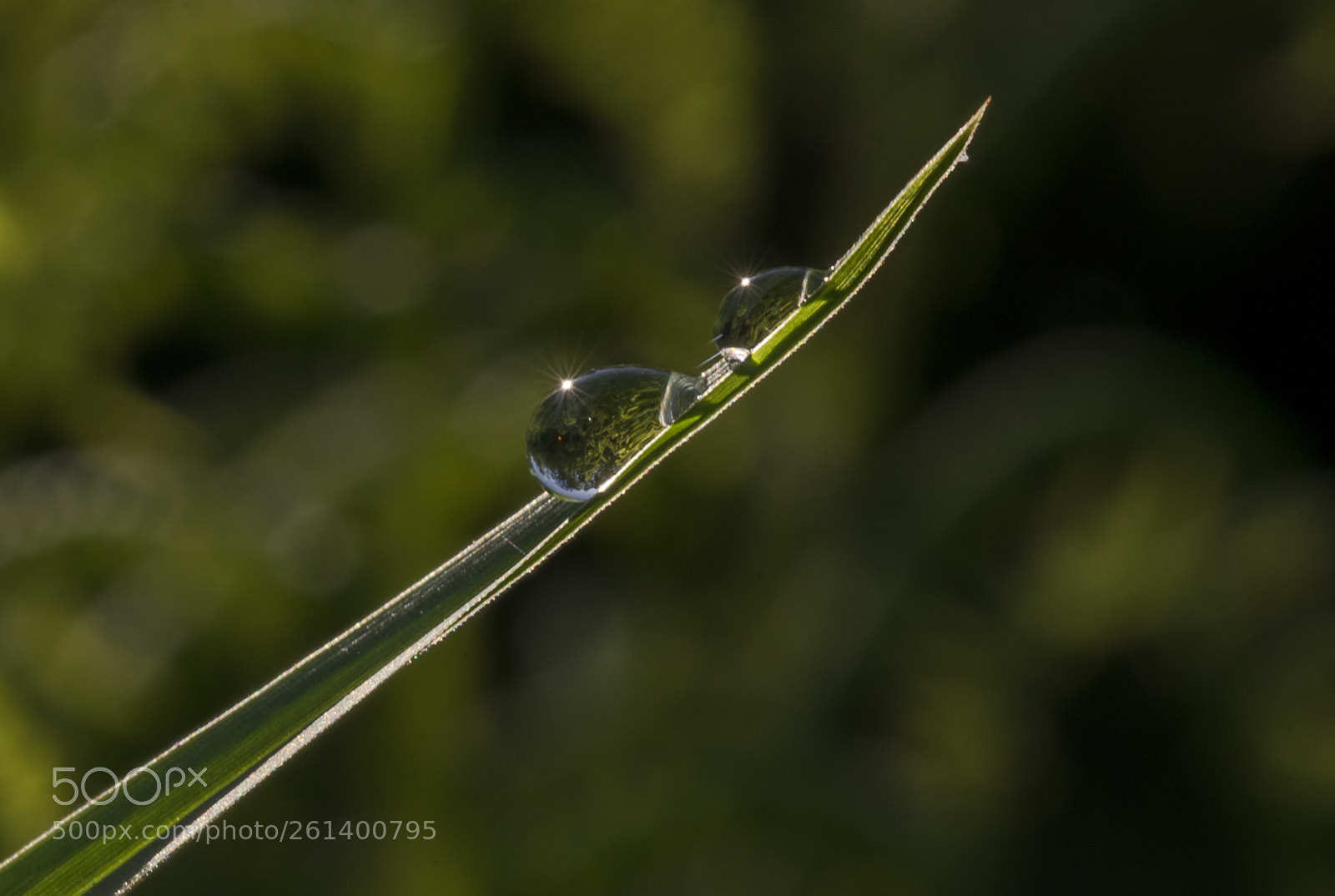 Nikon D5300 sample photo. Aa photography