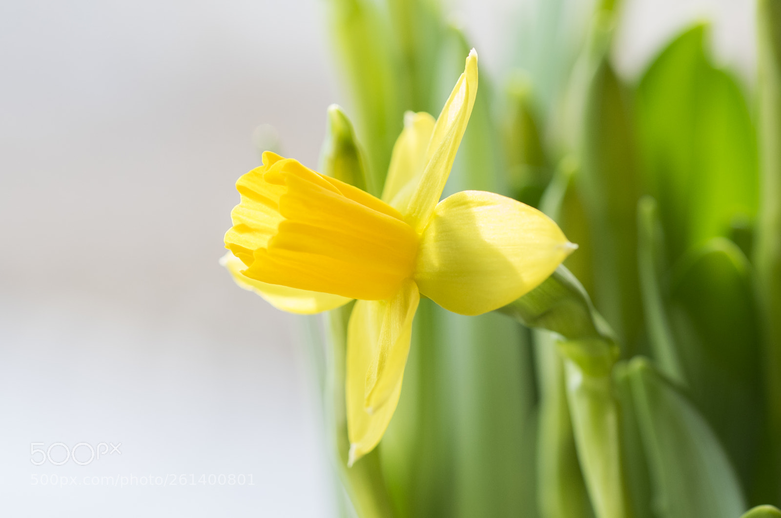 Nikon D5300 sample photo. Aa photography