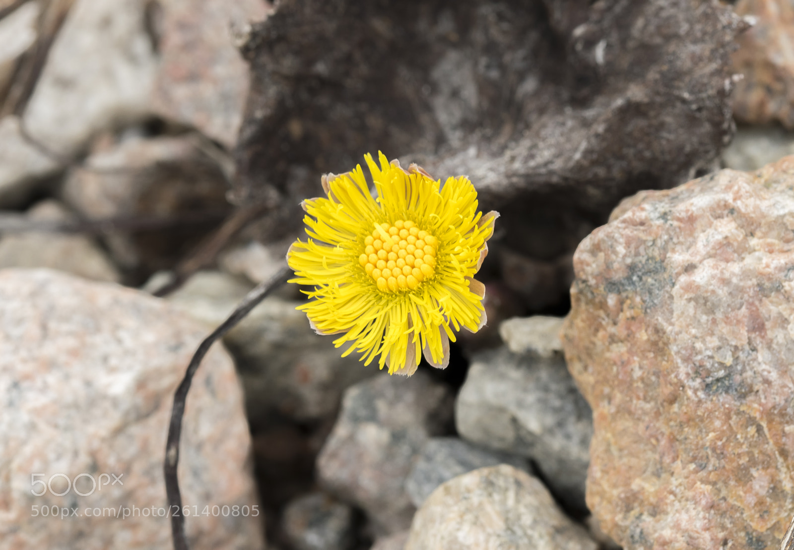 Nikon D5300 sample photo. Aa photography