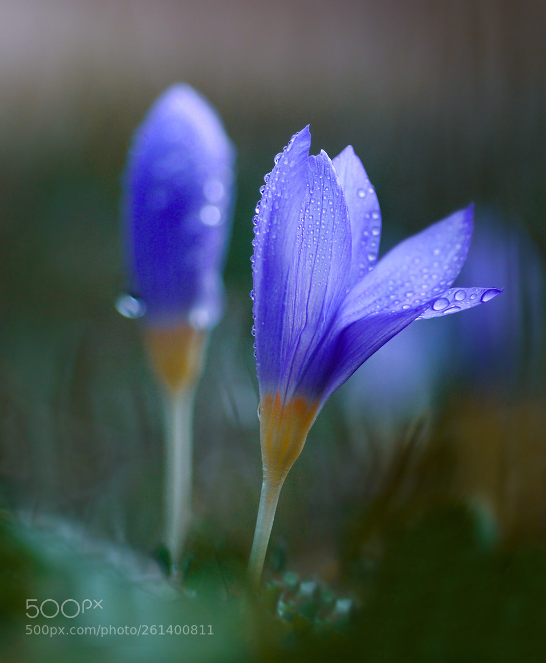 Nikon D7100 sample photo. Cigdem photography