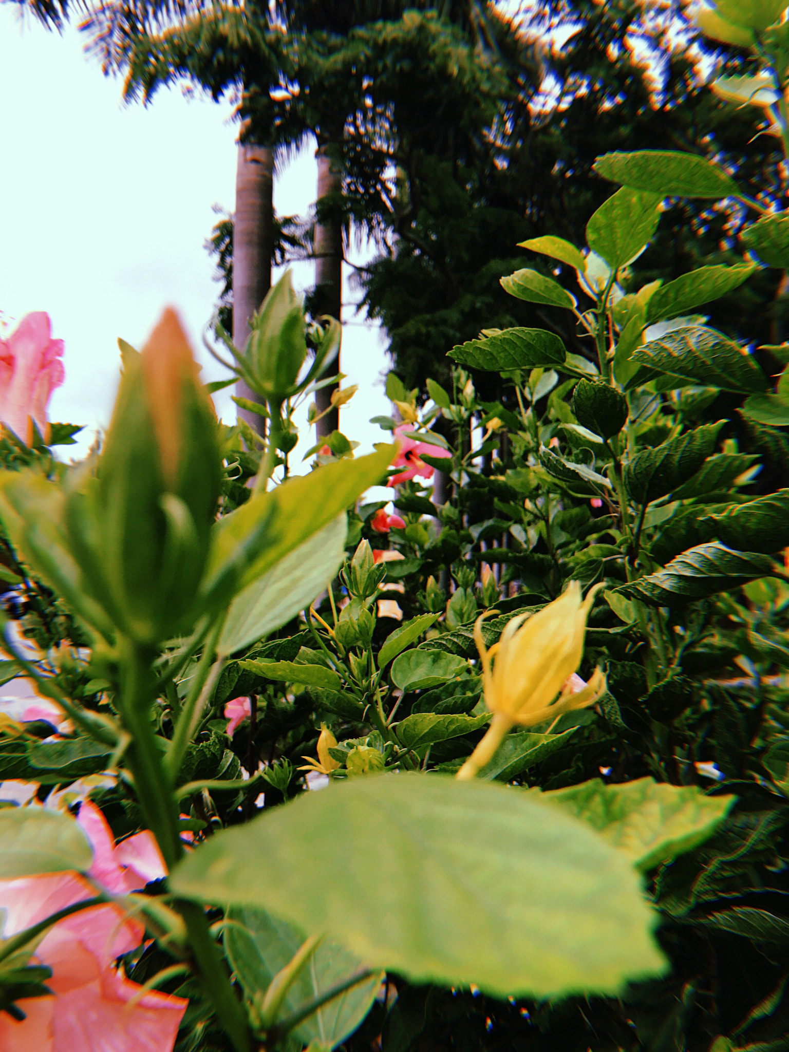 Apple iPhone sample photo. Summer photography