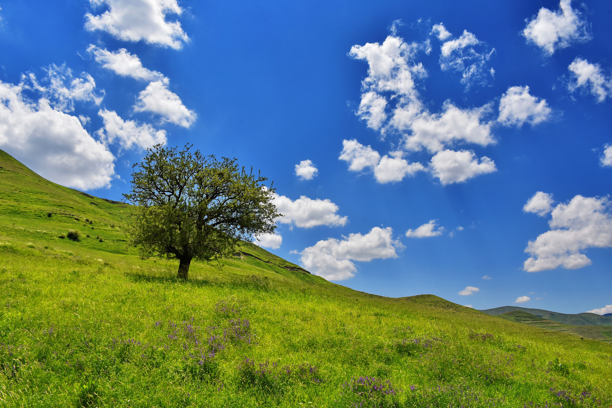 Nikon D7200 sample photo. The lone tree photography
