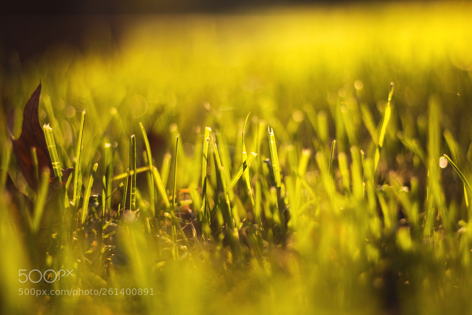 Canon EOS 600D (Rebel EOS T3i / EOS Kiss X5) sample photo. Grass photography