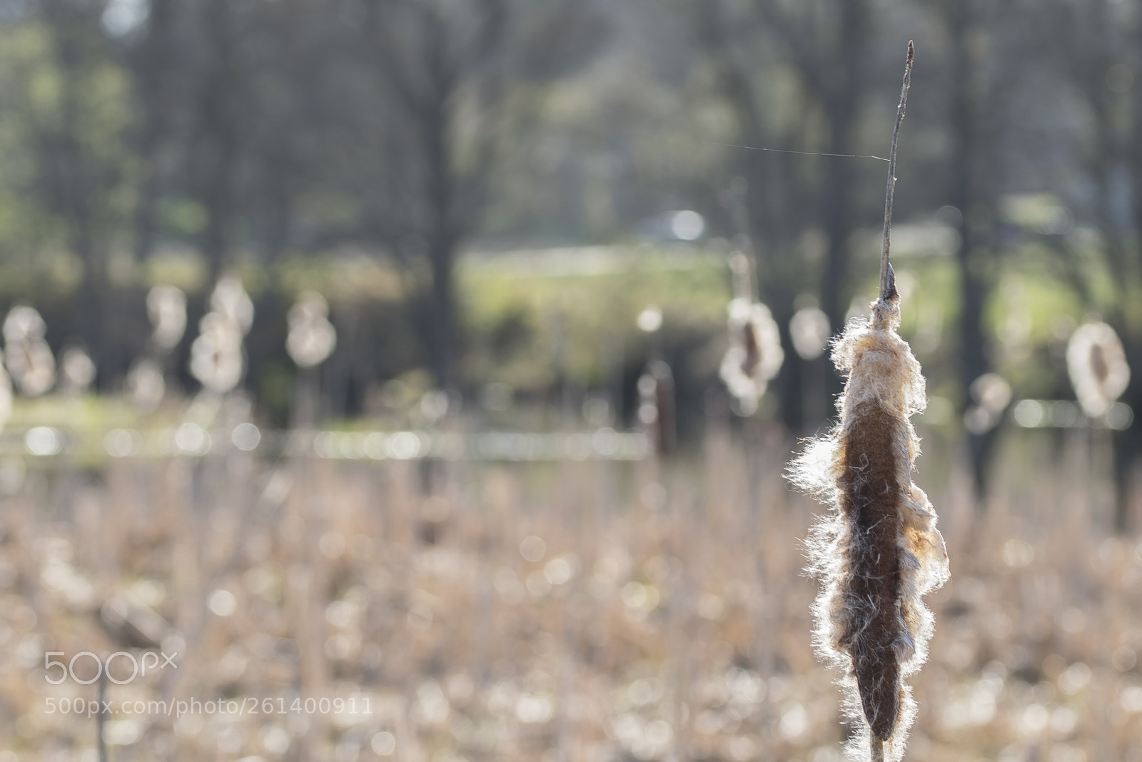 Nikon D5300 sample photo. Aa photography